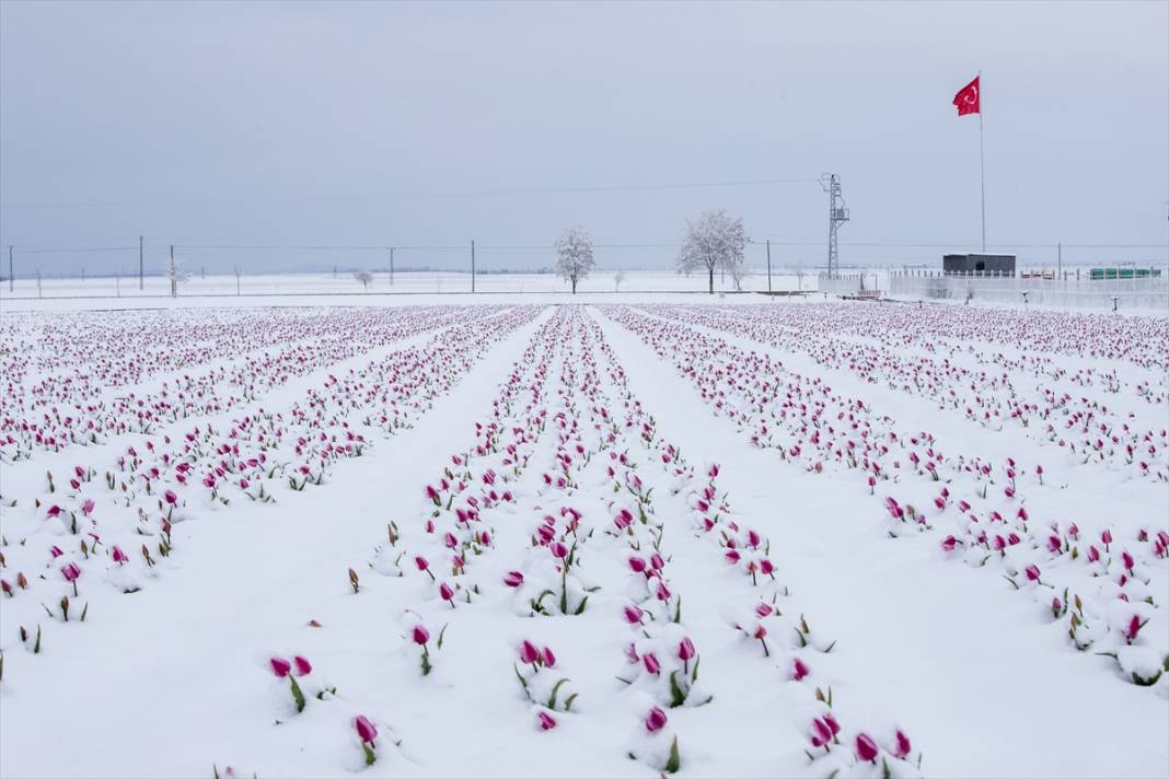Ünlü lale bahçesi bu yıl bambaşka bir görsel şölen sunacak 5